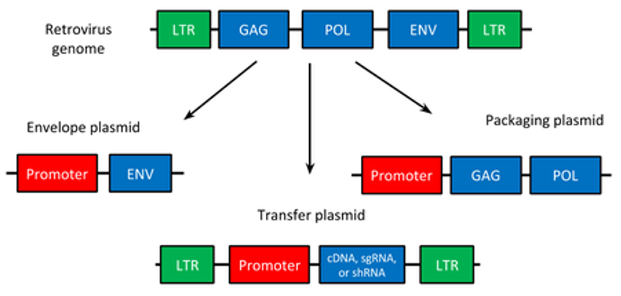 Viral Vectors 101: Virus Safety